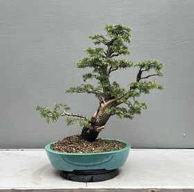 bonsai pot japan Japanese