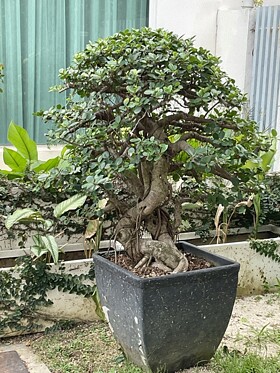 Internet Bonsai Club