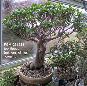 kishu bonsai Kishu Juniper 1-Gallon Pre-Bonsai Stock