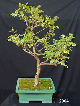 Internet Bonsai Club