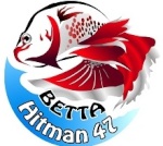 Betta Hitman 471