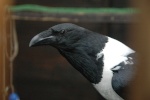 pied crow1