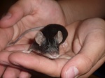 SuperSouris