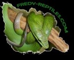 fredy-reptiles02