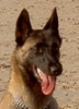 malinois