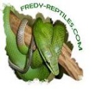 fredy-reptiles11