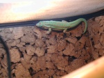 fixa-phelsuma-france