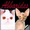 Abbarides Cattery