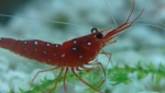 crystal's shrimp971