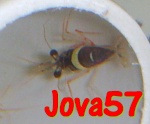 jova57