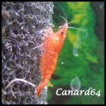 canard641