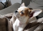 Felia Miss Chihuahua