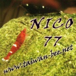 nico77111