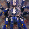 Poecilotheria11