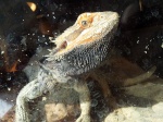 pogona-power