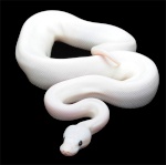 BlackLeucistic