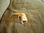 geckol