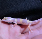 Arti-Gecko