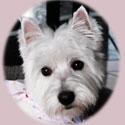 WestieMia