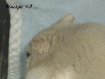 hamsternuage1