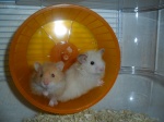 hamsters-land1