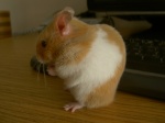 Hamsterius