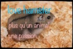 love hamster