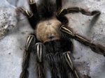 E.murinus