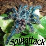 spinattack1