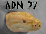 ADN27