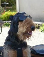 AIREDALE ALF