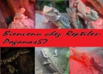 reptiles-pogonas57