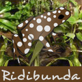ridibunda1