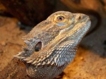 La Pogona Attitude