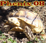 Phenix_08