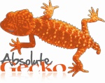 absolutegecko