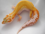 Geckodu02