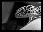 liligecko