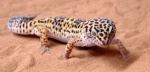 geckoleopard1531