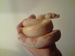 reptiles-snake02