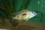 cichlid76