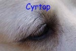 cyrtop