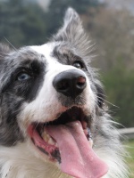 border-collie-30