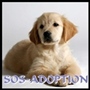 sos-adoption