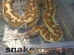 snakelogann111