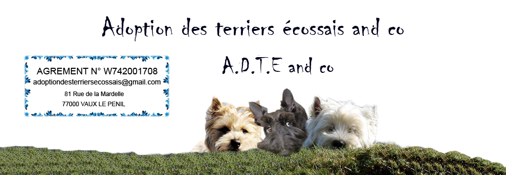 Adoption des Terriers Ecossais