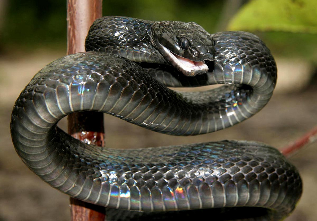 Нападение змей. Boiga gemmicincta. Бойга дендрофила. Boiga cyanea. Мангровая бойга.