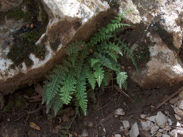 Asplenium fontanum 25532660852_957c235210_z