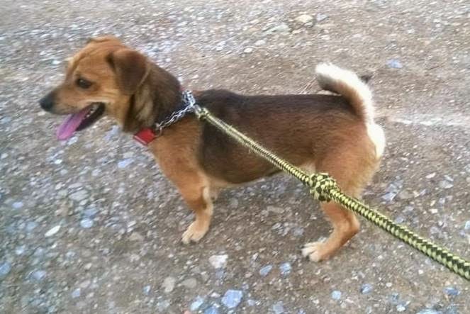 ADOPTADO!!! RANDY (2012), cruce de teckel en adopcion. Tiene mucho miedo a las personas, necesita alguien con paciencia que lo quiera y le enseñe a confiar. Zafra (Badajoz) (PE) Randi2