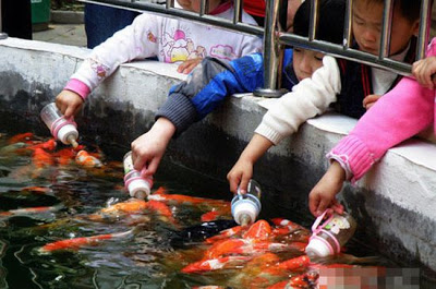 اطعام السمك بواسطة رضاعات الاطفال في الصين ( صور + فيديو ) Feeding-fish-with-baby-bottle-03